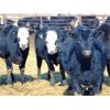 Image 7 : Leon Torkelson - 775# Heifers - 81 Head (Millicent, AB)