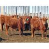 Image 7 : Breault Ranching Ltd. - 615# Steers - 95 Head (Ste. Rose, MB)