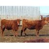Image 10 : Breault Ranching Ltd. - 615# Steers - 95 Head (Ste. Rose, MB)