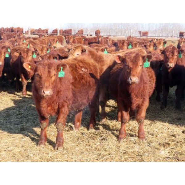 Breault Ranching Ltd. - 615# Steers - 95 Head (Ste. Rose, MB)