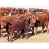 Image 4 : Breault Ranching Ltd. - 615# Steers - 95 Head (Ste. Rose, MB)