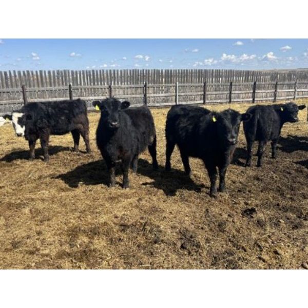 Lake Thelma Farms - 730# Heifers - 70 Head (Coronation, AB)