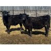 Image 4 : Lake Thelma Farms - 730# Heifers - 70 Head (Coronation, AB)