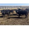 Image 5 : Lake Thelma Farms - 730# Heifers - 70 Head (Coronation, AB)