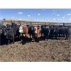 Image 6 : Lake Thelma Farms - 730# Heifers - 70 Head (Coronation, AB)