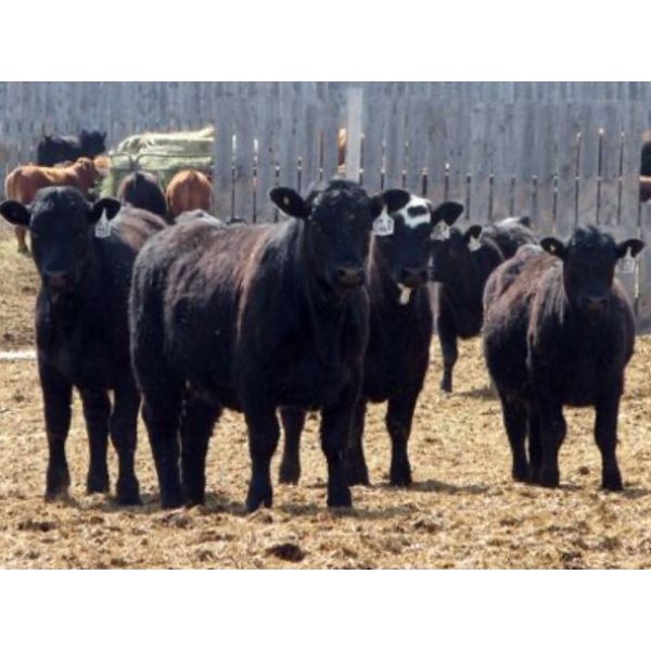 Moore Ranching - 770# Heifers - 100 Head (Loon Lake, SK)