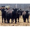 Image 1 : Moore Ranching - 770# Heifers - 100 Head (Loon Lake, SK)