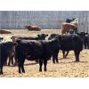 Image 3 : Moore Ranching - 770# Heifers - 100 Head (Loon Lake, SK)