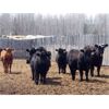 Image 4 : Moore Ranching - 770# Heifers - 100 Head (Loon Lake, SK)