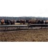 Image 6 : Moore Ranching - 770# Heifers - 100 Head (Loon Lake, SK)