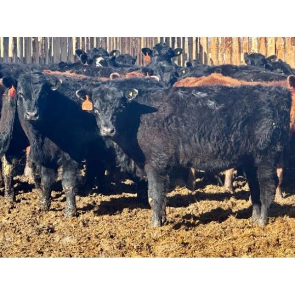 East Hilltop Holdings (Jonathan Ewert) - 700# Steers - 85 Head (Carstairs, AB)
