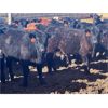 Image 2 : East Hilltop Holdings (Jonathan Ewert) - 700# Steers - 85 Head (Carstairs, AB)