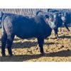 Image 7 : East Hilltop Holdings (Jonathan Ewert) - 700# Steers - 85 Head (Carstairs, AB)