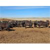 Image 2 : Shark Farms - 875# Heifers - 200 Head (Acme, AB)