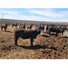 Image 3 : Shark Farms - 875# Heifers - 200 Head (Acme, AB)