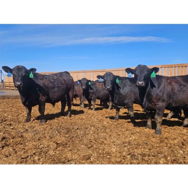 David Hughes - 900# Steers - 57 Head (Acme, AB)