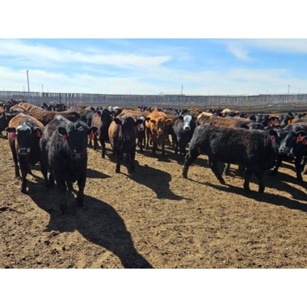 Highway 21 Feeders - 825# Heifers - 280 Head (Acme, AB)