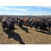 Image 1 : Highway 21 Feeders - 825# Heifers - 280 Head (Acme, AB)