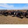 Image 2 : Highway 21 Feeders - 825# Heifers - 280 Head (Acme, AB)