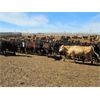 Image 3 : Highway 21 Feeders - 825# Heifers - 280 Head (Acme, AB)