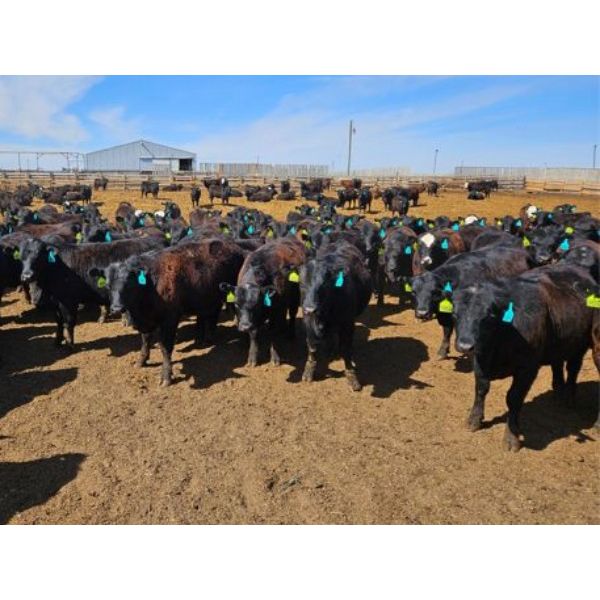 Highway 21 Feeders - 825# Heifers - 200 Head (Acme, AB)
