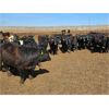 Image 3 : Highway 21 Feeders - 825# Heifers - 200 Head (Acme, AB)