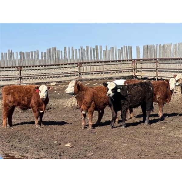 Calvin Verbeek - 1000# September Grass Steers - 126 Head (Villeneuve, AB)