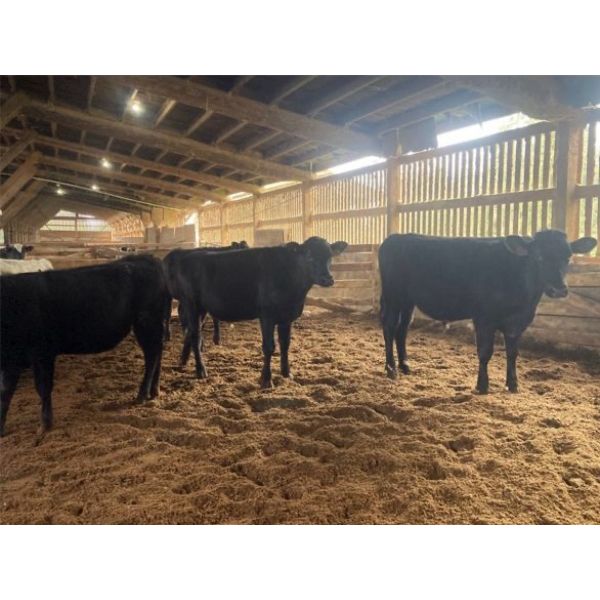 Iberg Farms Ltd. - 800# Steers - 6 Head (Langley, BC)