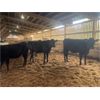 Image 1 : Iberg Farms Ltd. - 800# Steers - 6 Head (Langley, BC)