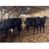 Image 2 : Iberg Farms Ltd. - 800# Steers - 6 Head (Langley, BC)