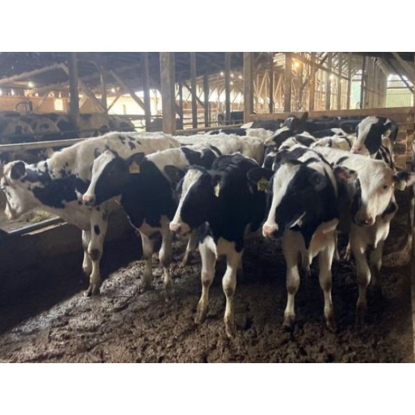 Iberg Farms Ltd. - 580# Steers - 24 Head (Langley, BC)