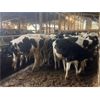 Image 2 : Iberg Farms Ltd. - 580# Steers - 24 Head (Langley, BC)
