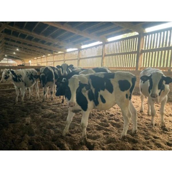 Iberg Farms Ltd. - 490# Steers - 15 Head (Langley, BC)