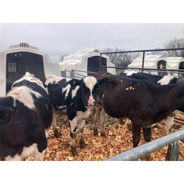 Randon Farms - 300# Steers - 8 Head (Surrey, BC)