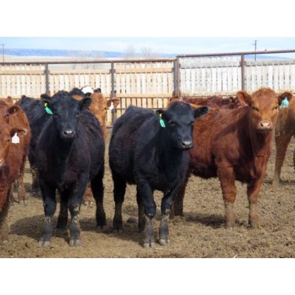 Jeff & Bonnie Resch - 1025# October Grass Heifers - 300 Head (Leader, SK)