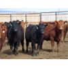 Image 1 : Jeff & Bonnie Resch - 1025# October Grass Heifers - 300 Head (Leader, SK)