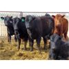 Image 2 : Jeff & Bonnie Resch - 1025# October Grass Heifers - 300 Head (Leader, SK)