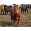 Image 6 : Jeff & Bonnie Resch - 1025# October Grass Heifers - 300 Head (Leader, SK)