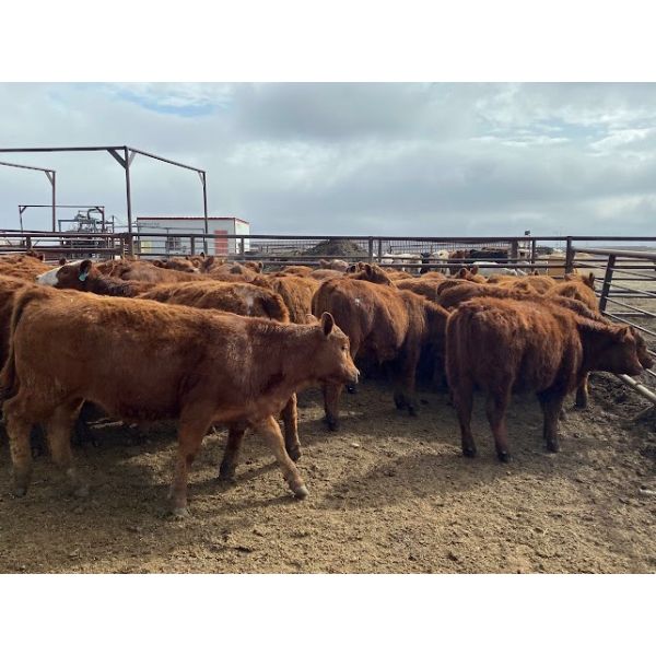 Soderglen Ranches Ltd. - 720# Heifers - 60 Head (Airdrie, AB)