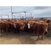 Image 2 : Soderglen Ranches Ltd. - 720# Heifers - 60 Head (Airdrie, AB)