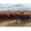 Image 3 : Soderglen Ranches Ltd. - 720# Heifers - 60 Head (Airdrie, AB)