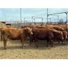 Image 4 : Soderglen Ranches Ltd. - 720# Heifers - 60 Head (Airdrie, AB)