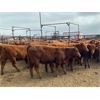 Image 5 : Soderglen Ranches Ltd. - 720# Heifers - 60 Head (Airdrie, AB)