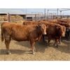 Image 6 : Soderglen Ranches Ltd. - 720# Heifers - 60 Head (Airdrie, AB)