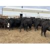 Image 2 : Soderglen Ranches Ltd. - 760# Heifers - 61 Head (Airdrie, AB)