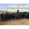 Image 3 : Soderglen Ranches Ltd. - 760# Heifers - 61 Head (Airdrie, AB)