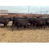 Image 4 : Soderglen Ranches Ltd. - 760# Heifers - 61 Head (Airdrie, AB)