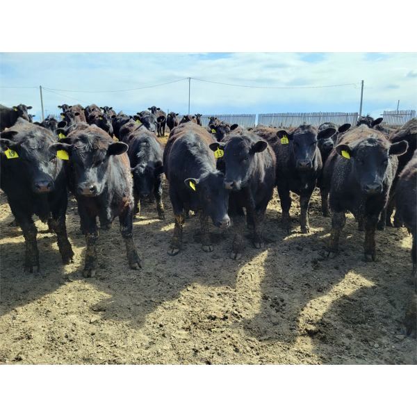 RP Ranch Ltd. - 860# Steers - 70 Head (Burdett, AB)