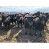 Image 2 : RP Ranch Ltd. - 860# Steers - 70 Head (Burdett, AB)