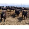 Image 3 : RP Ranch Ltd. - 860# Steers - 70 Head (Burdett, AB)